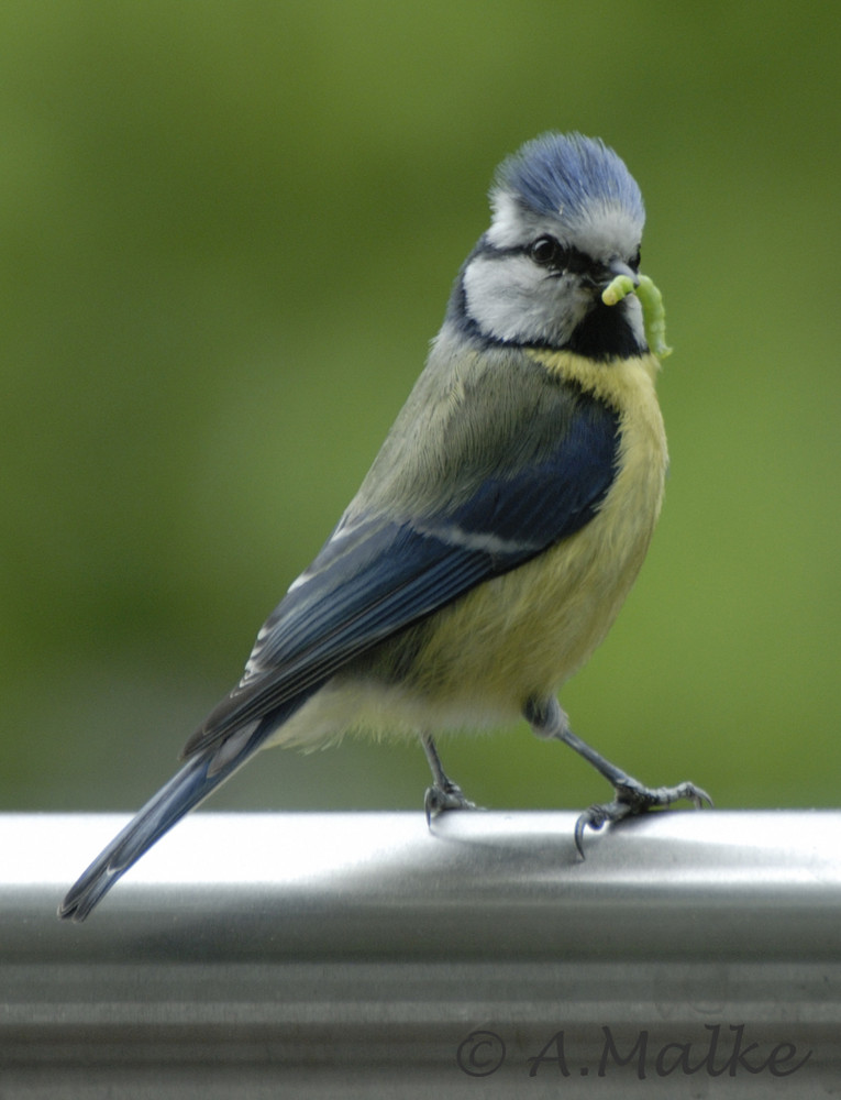 Blaumeise mit Raupe