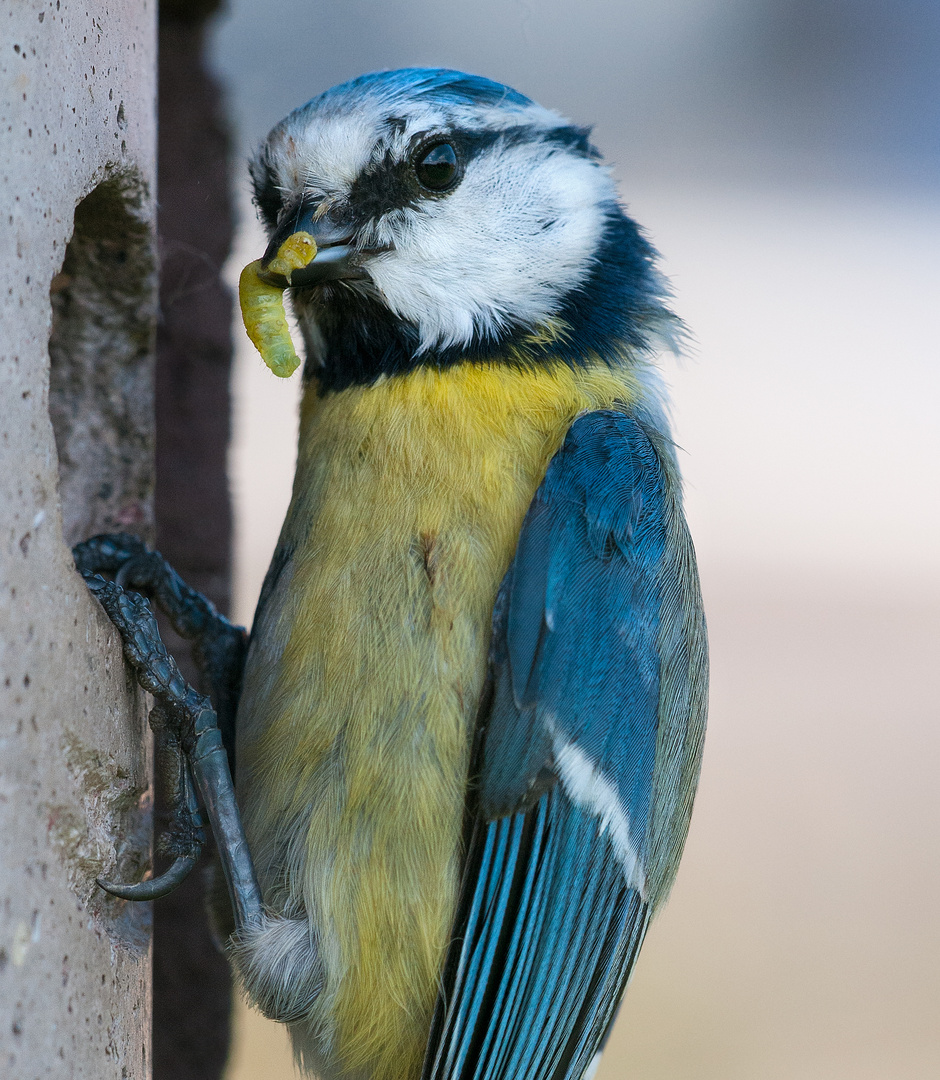 Blaumeise mit Raupe