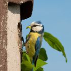 Blaumeise mit Raupe am Nistkasten