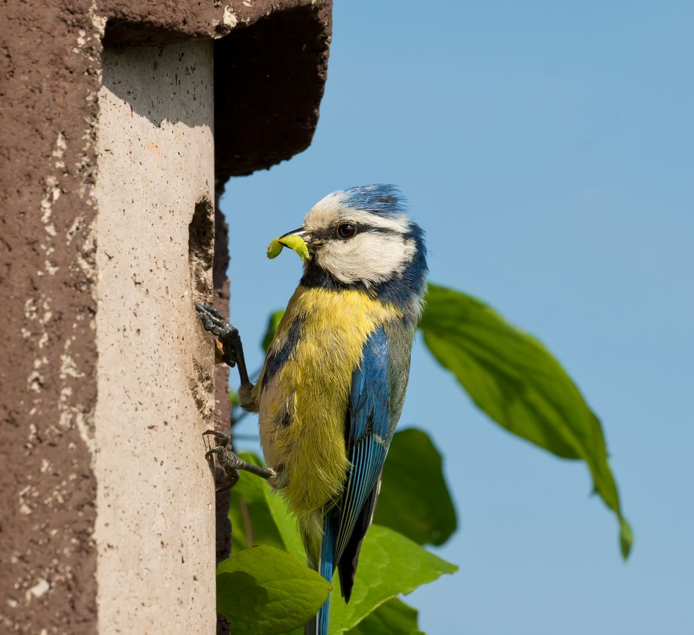 Blaumeise mit Raupe am Nistkasten