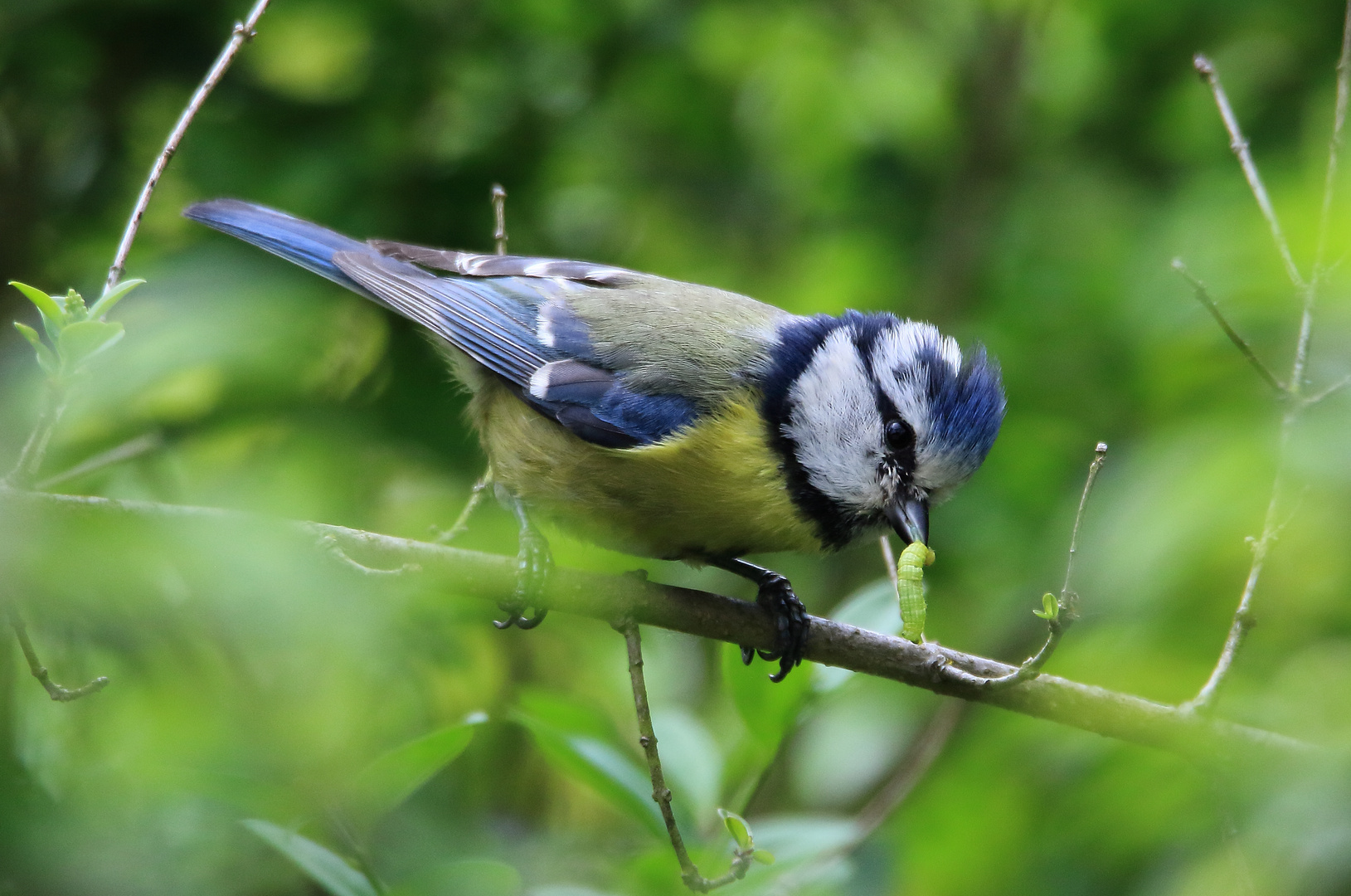 Blaumeise mit Raupe des Kleinen Frostspanners (Operophtera brumata)