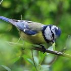 Blaumeise mit Raupe des Kleinen Frostspanners (Operophtera brumata)