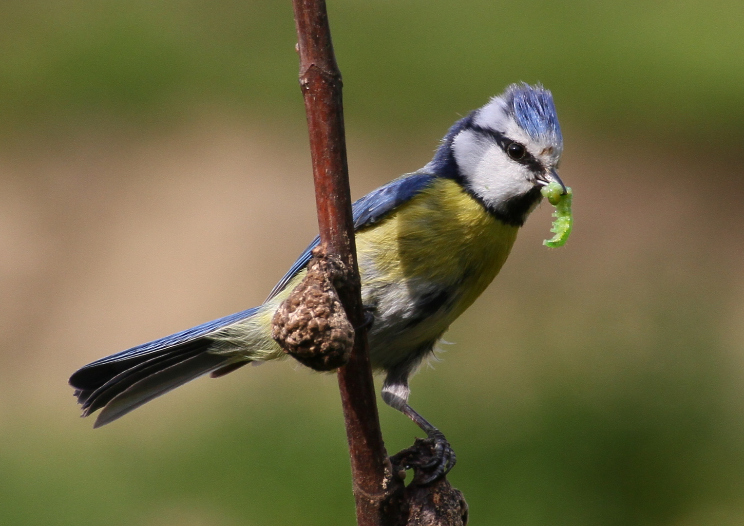 Blaumeise mit Raupe für die Jungen