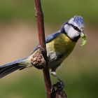 Blaumeise mit Raupe für die Jungen