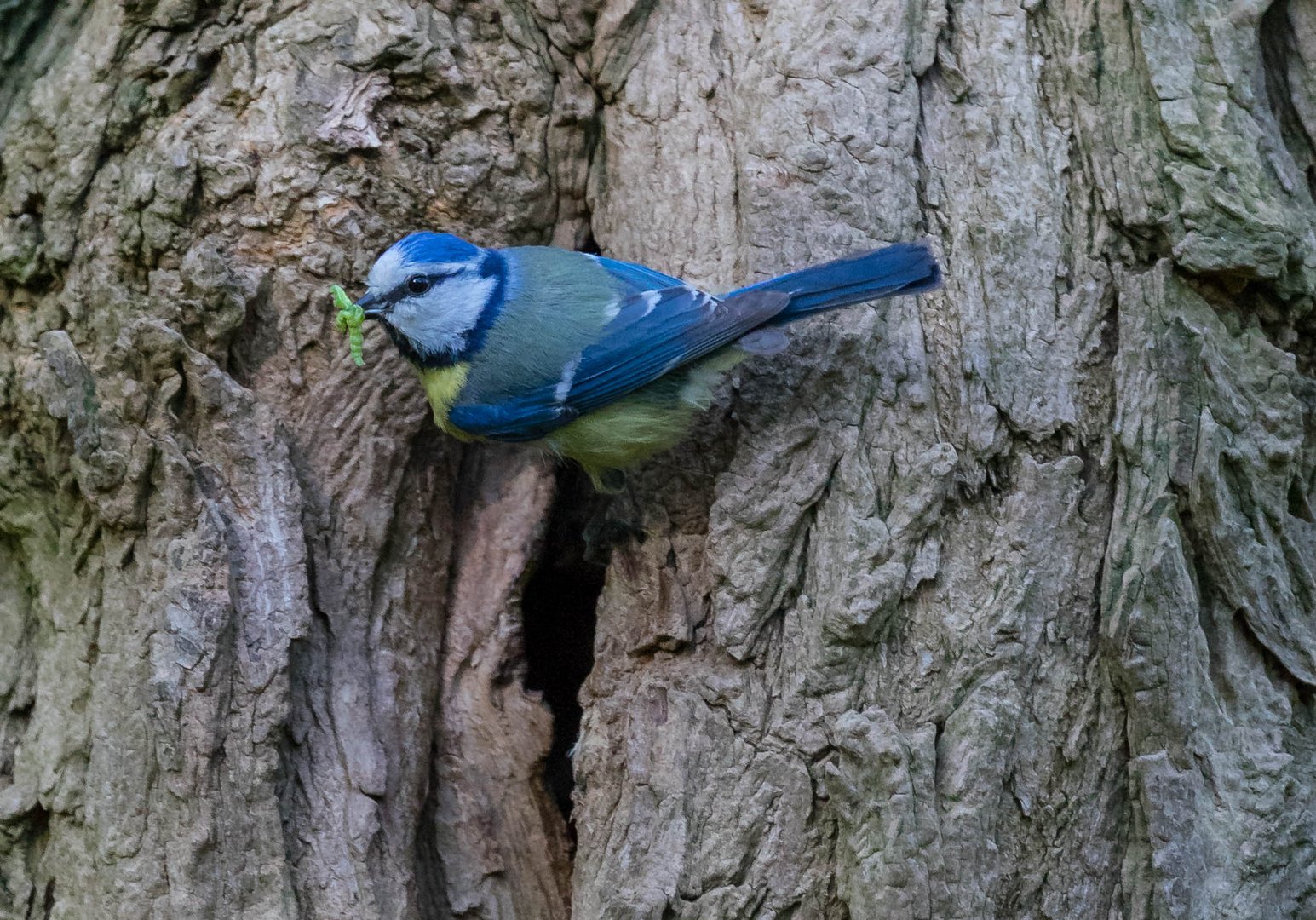 Blaumeise mit Raupen