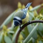 Blaumeise mit Ring