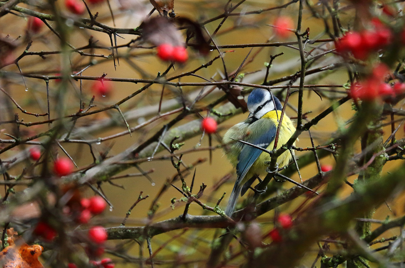 Blaumeise mit roten Beeren