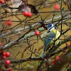 Blaumeise mit roten Beeren