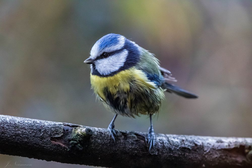 Blaumeise mit schwarzen Bauch