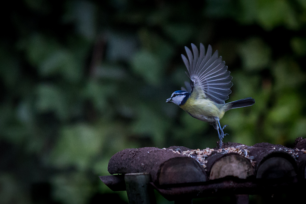 Blaumeise mit Speise