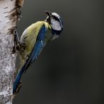 Blaumeise mit Stützschwanz