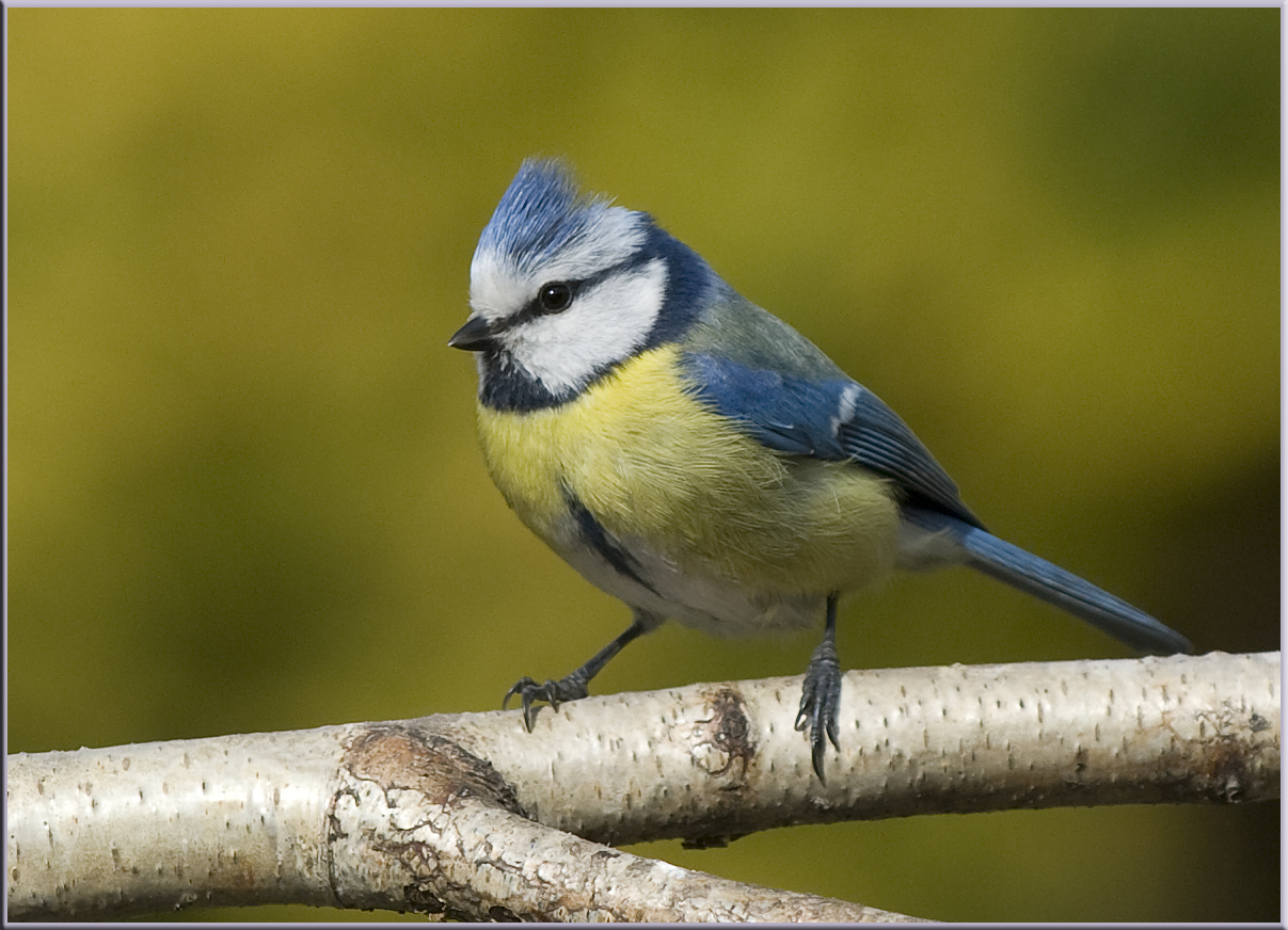 Blaumeise mit Sturmfrisur....