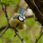 Blaumeise mit Sturmfrisur 