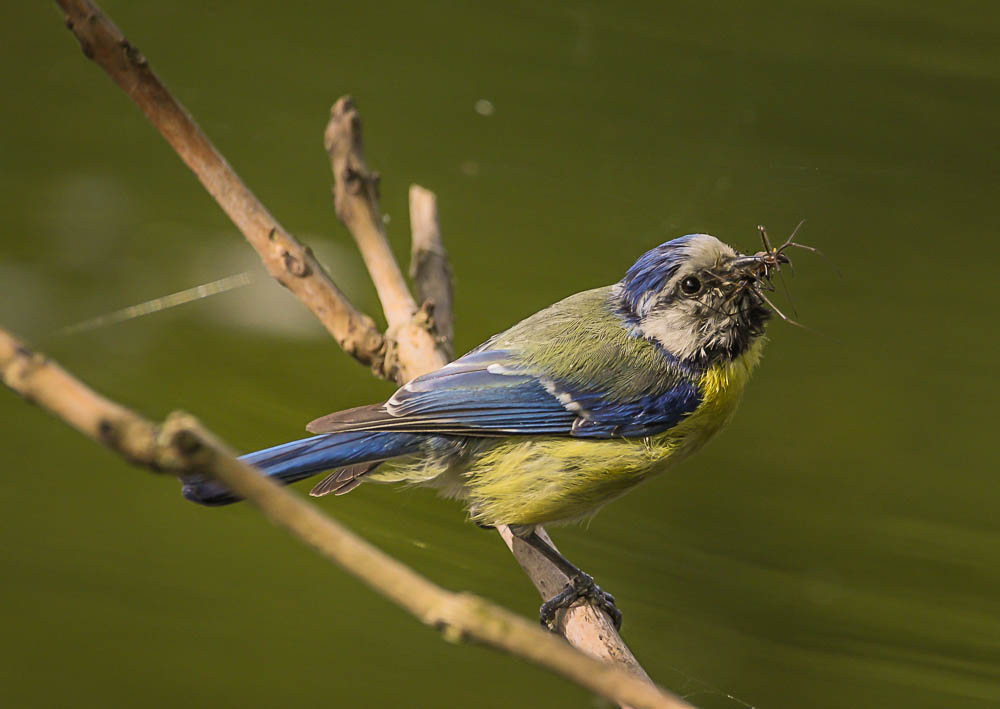 Blaumeise mit vollem Schnabel