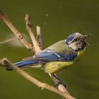 Blaumeise mit vollem Schnabel