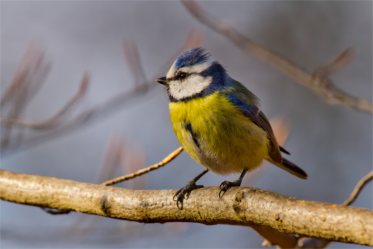 Blaumeise mit Windstoßfrisur