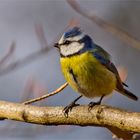 Blaumeise mit Windstoßfrisur