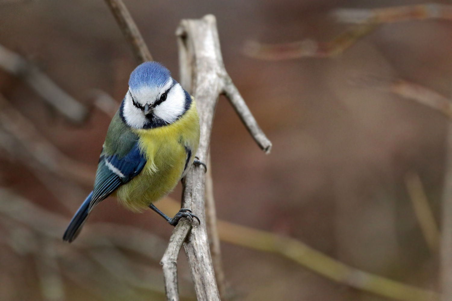 Blaumeise musst ich wieder Knipsen