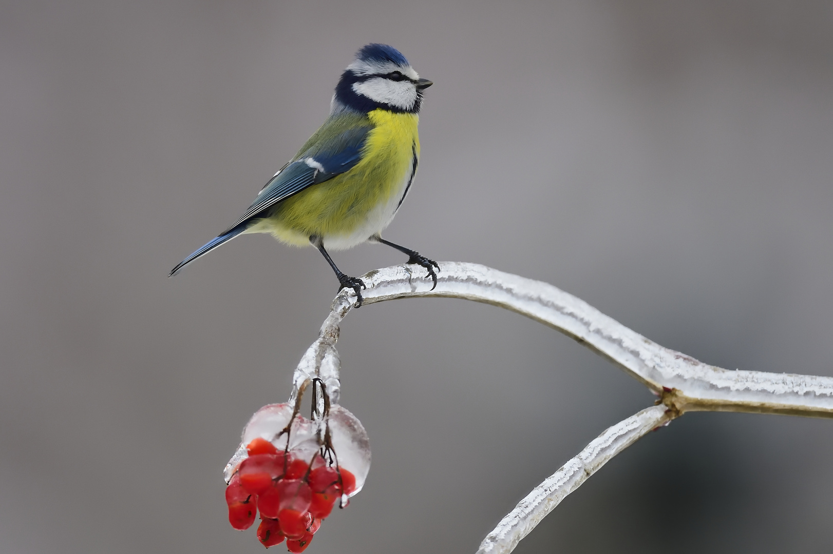 Blaumeise nach dem Eisregen.