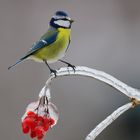 Blaumeise nach dem Eisregen.