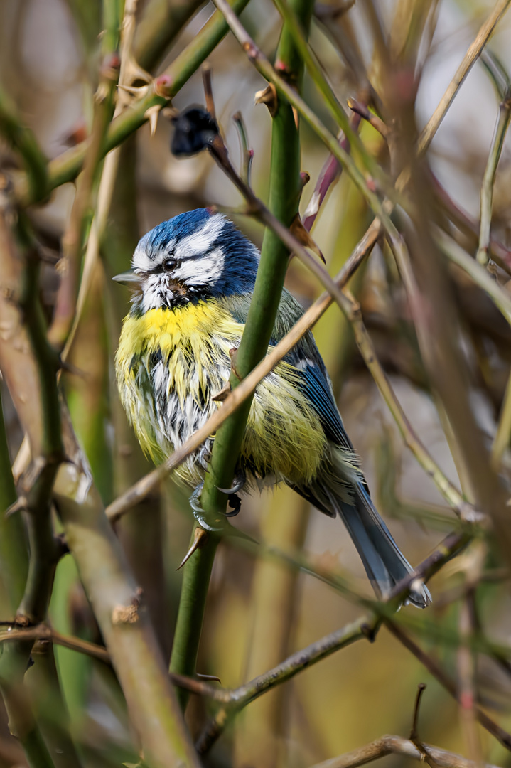 Blaumeise nach einem Bad