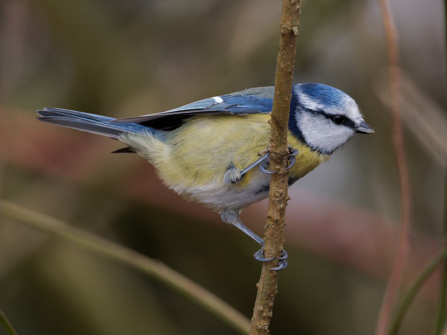 Blaumeise - Nahporträt