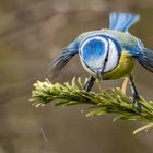 "Blaumeise" - nein, sie ist stocknüchtern