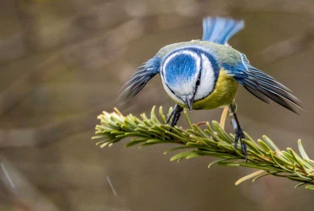 "Blaumeise" - nein, sie ist stocknüchtern