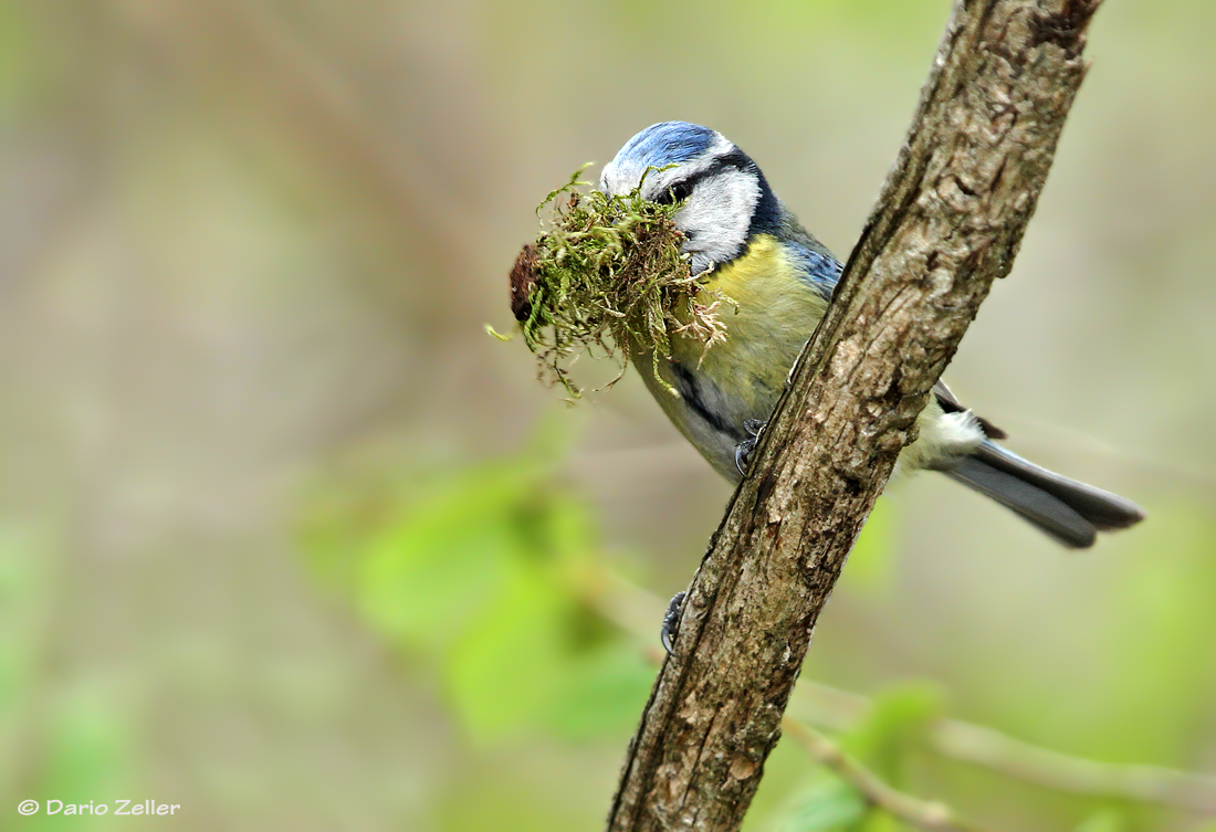 Blaumeise Nestbau