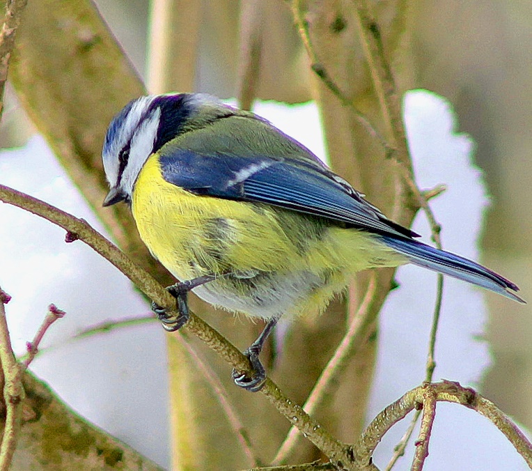 Blaumeise neugierig