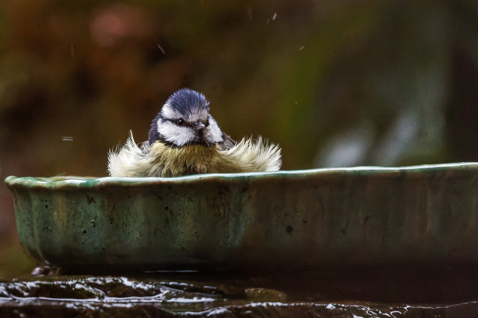 Blaumeise nimmt ein Bad