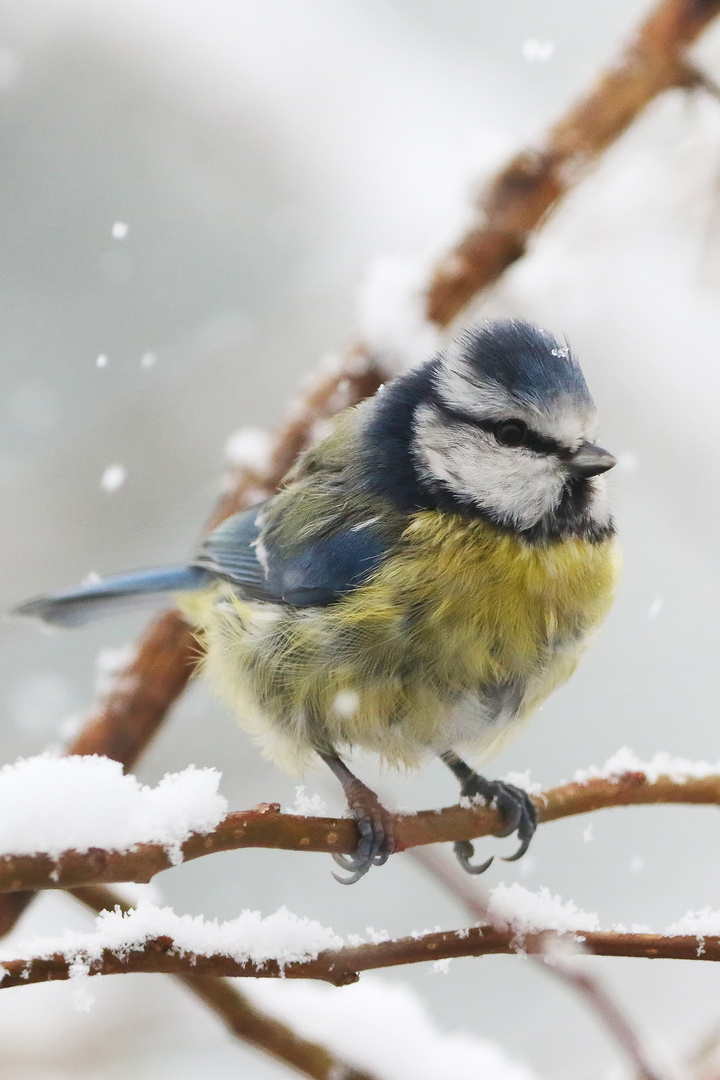 Blaumeise, noch ungekämmt...