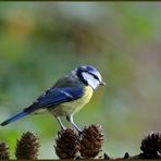 - Blaumeise - Nr. 2 ( Parus caeruleus )