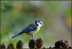 - Blaumeise - Nr. 2 ( Parus caeruleus )