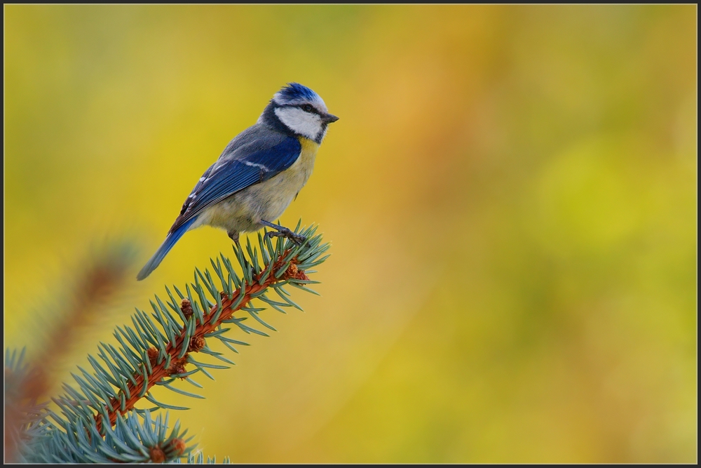 Blaumeise on Fire