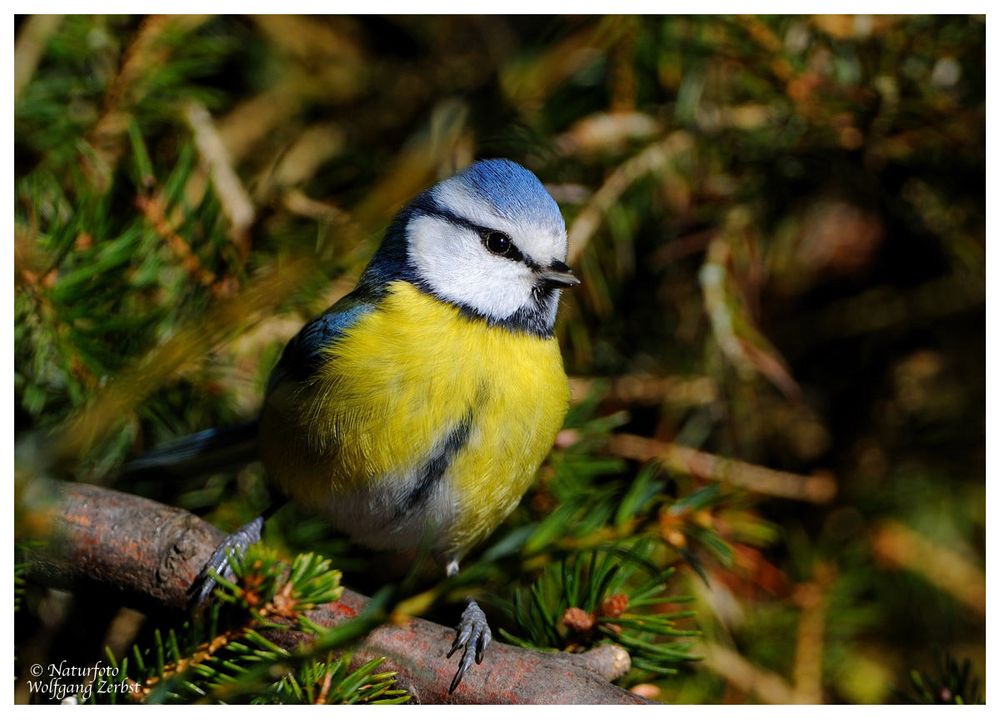 --- Blaumeise --- ( Parurs caeruleus )