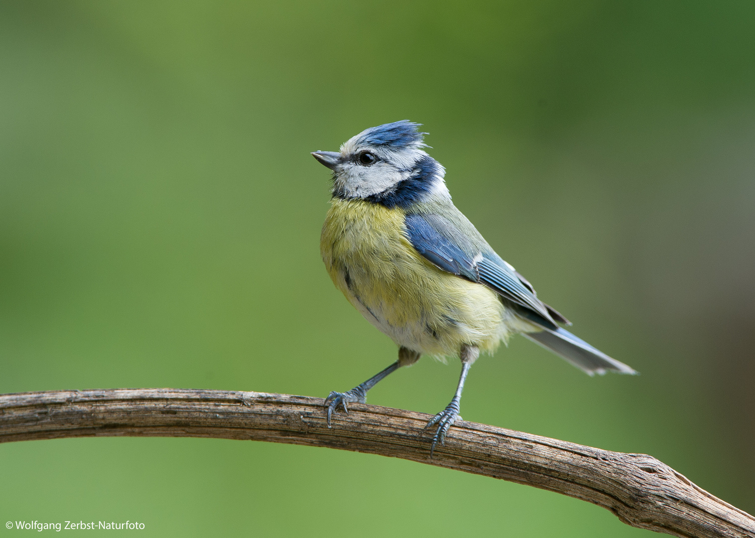 --- Blaumeise ---     ( Parurs caeruleus )