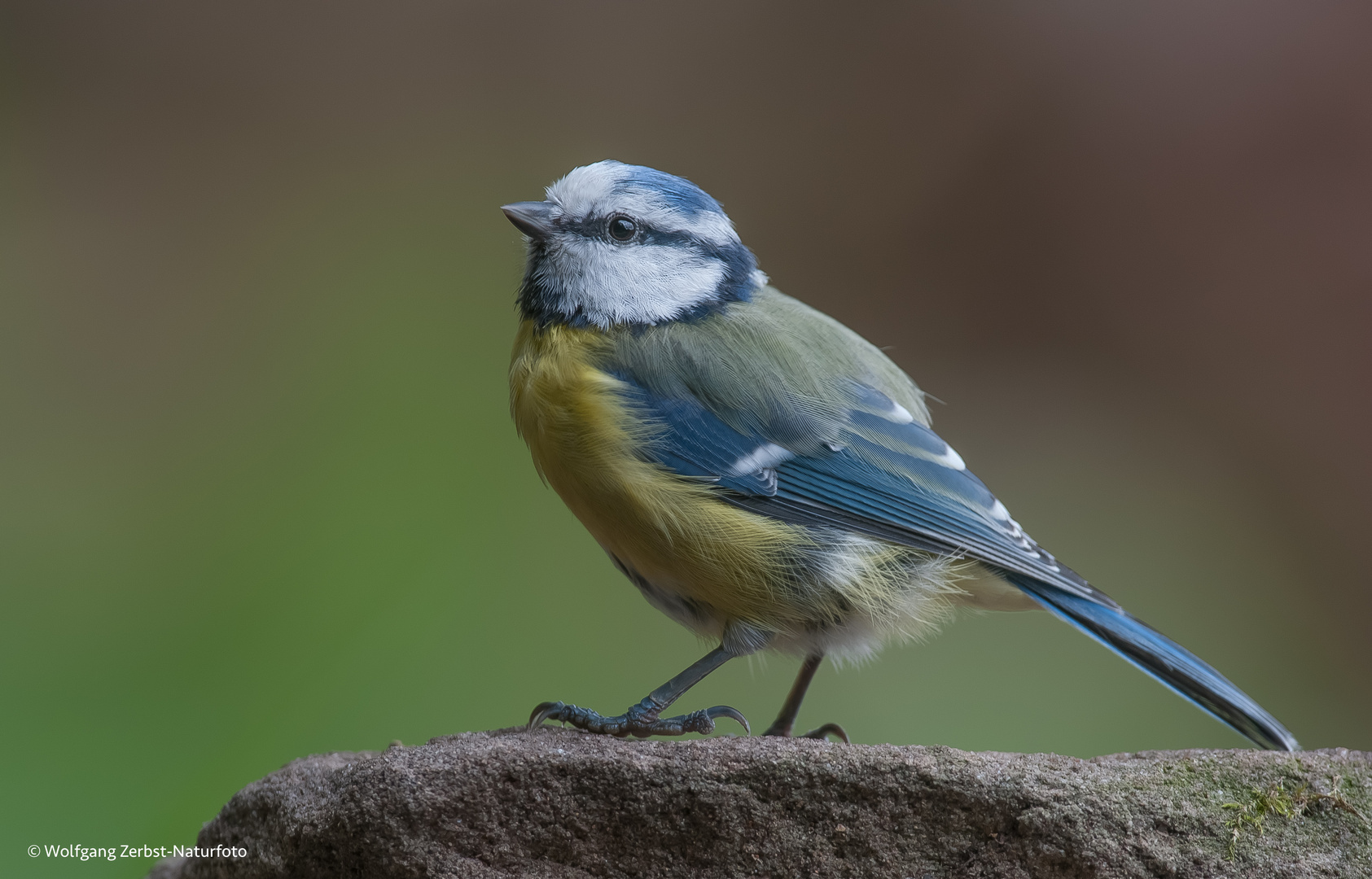 -- Blaumeise -- ( Parus caeruleus )