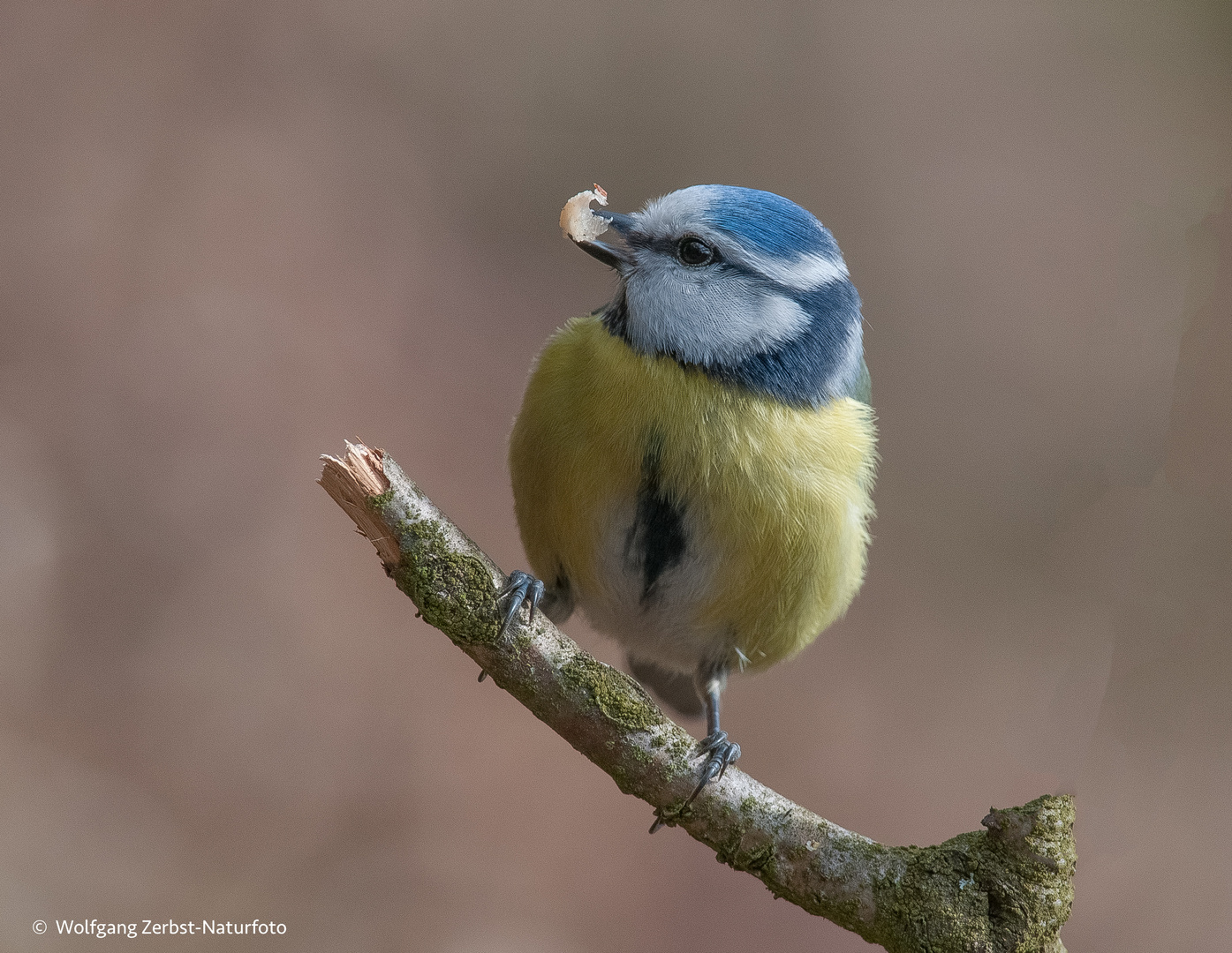 --Blaumeise --  ( Parus caeruleus )