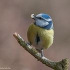 --Blaumeise --  ( Parus caeruleus )