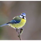 --- Blaumeise --- ( Parus caeruleus )