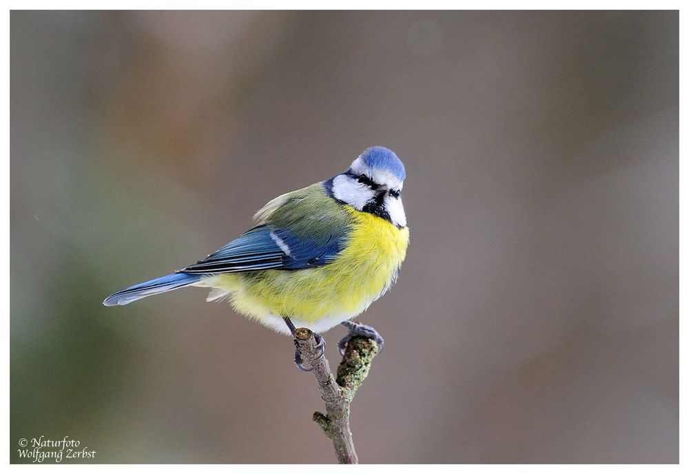 --- Blaumeise --- ( Parus caeruleus )