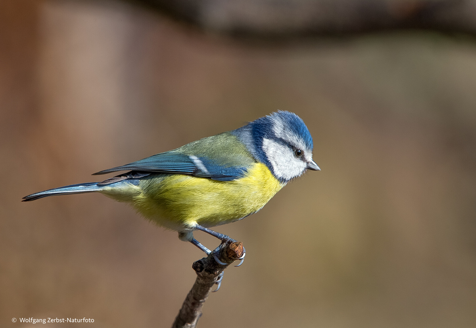 - Blaumeise -  ( Parus caeruleus )