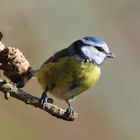 --- Blaumeise --- ( Parus caeruleus )