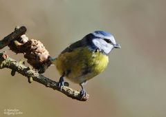 --- Blaumeise --- ( Parus caeruleus )