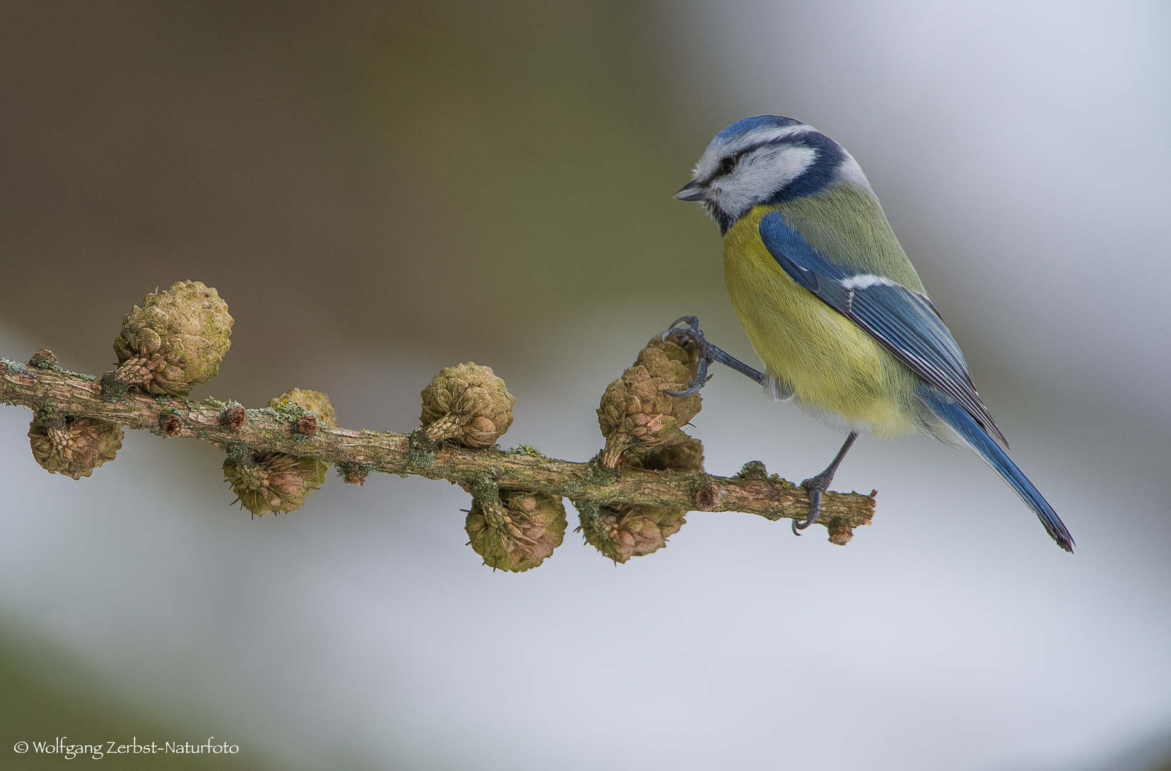 " Blaumeise "   ( Parus caeruleus )