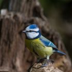 " Blaumeise ( Parus caeruleus ) "