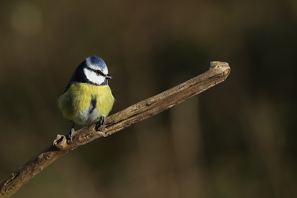 Blaumeise (Parus caeruleus)