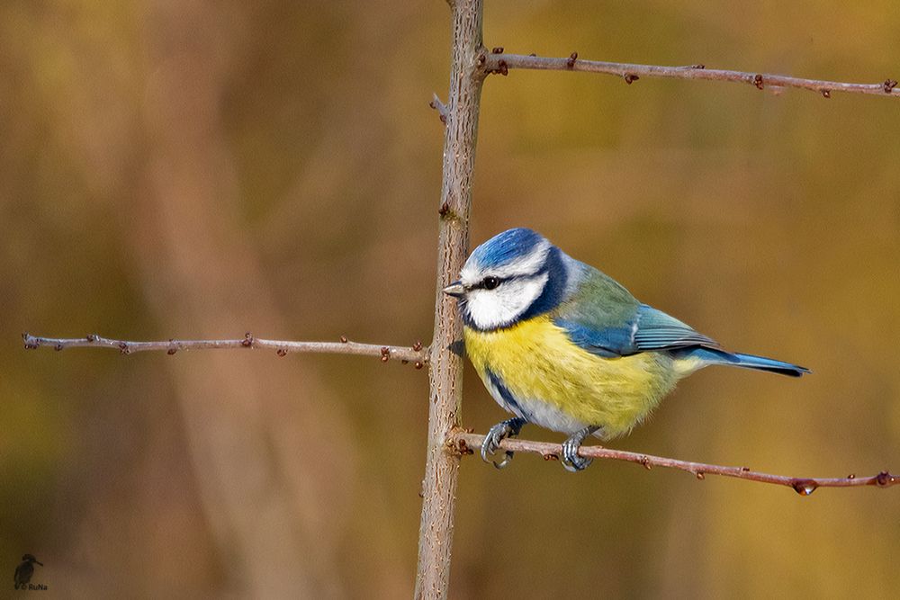 Blaumeise - Parus caeruleus