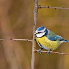 Blaumeise - Parus caeruleus